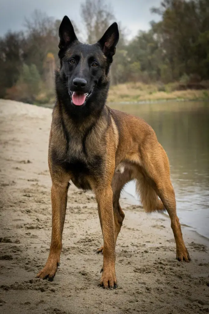 Goldschakal Malinois Smuuk-Soñar vom Goldschakal