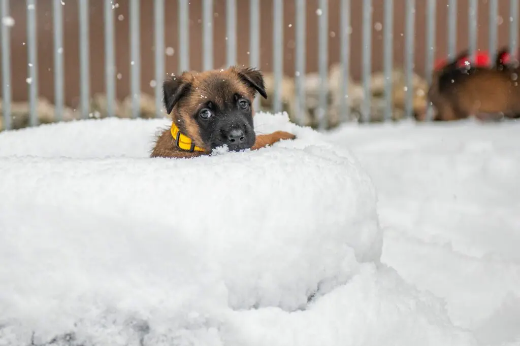 Goldschakal Malinois N Wurf der erste Schnee (11)