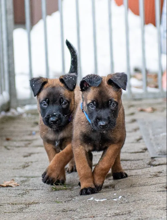 Goldschakal Malinois N Wurf der erste Schnee (11)