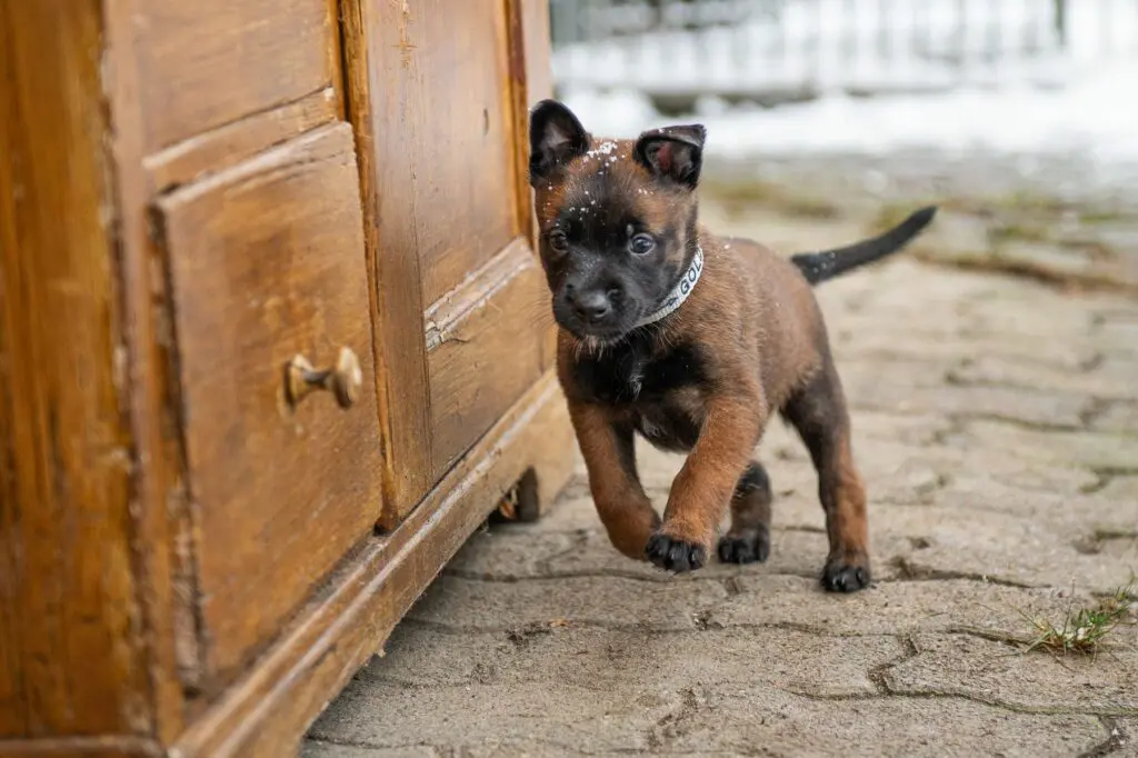 Goldschakal Malinois N Wurf der erste Schnee (11)