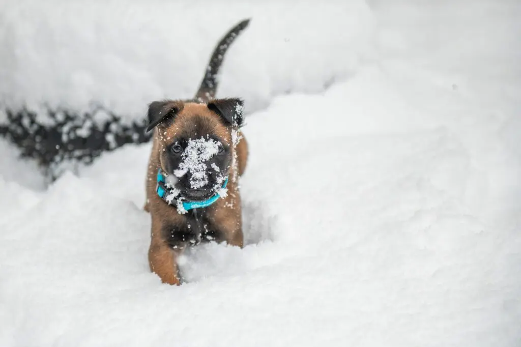 Goldschakal Malinois N Wurf der erste Schnee (11)