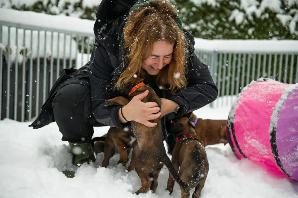 Goldschakal Malinois N Wurf der erste Schnee (11)