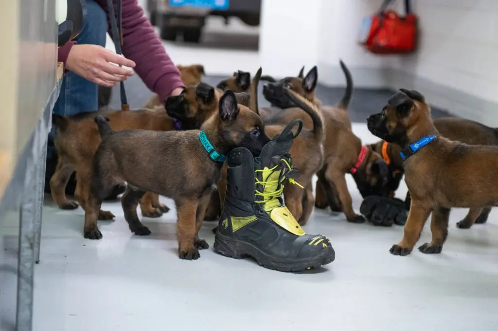 Goldschakal Malinois N Wurf Feuerwehr