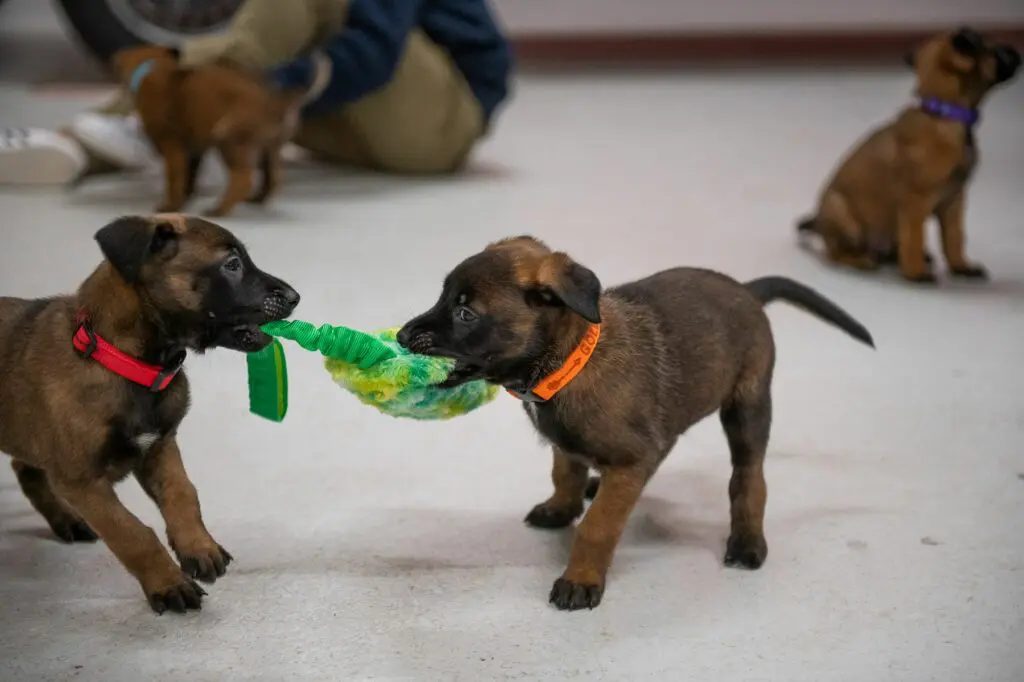 Goldschakal Malinois N Wurf Feuerwehr