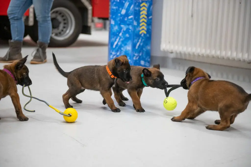 Goldschakal Malinois N Wurf Feuerwehr