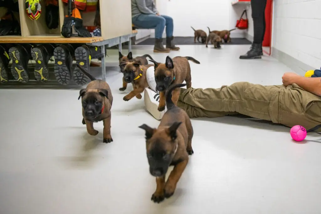 Goldschakal Malinois N Wurf Feuerwehr