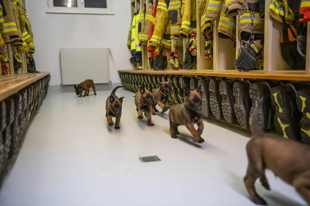 Goldschakal Malinois N Wurf Feuerwehr